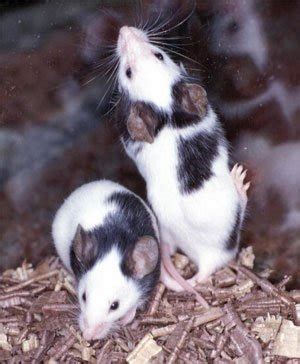 topo wikipedia|Mus musculus .